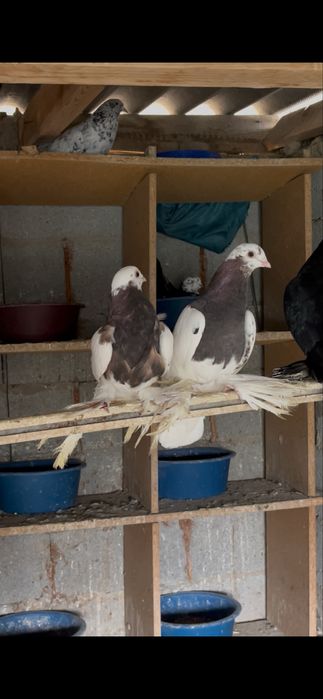 Черный капкан голуби