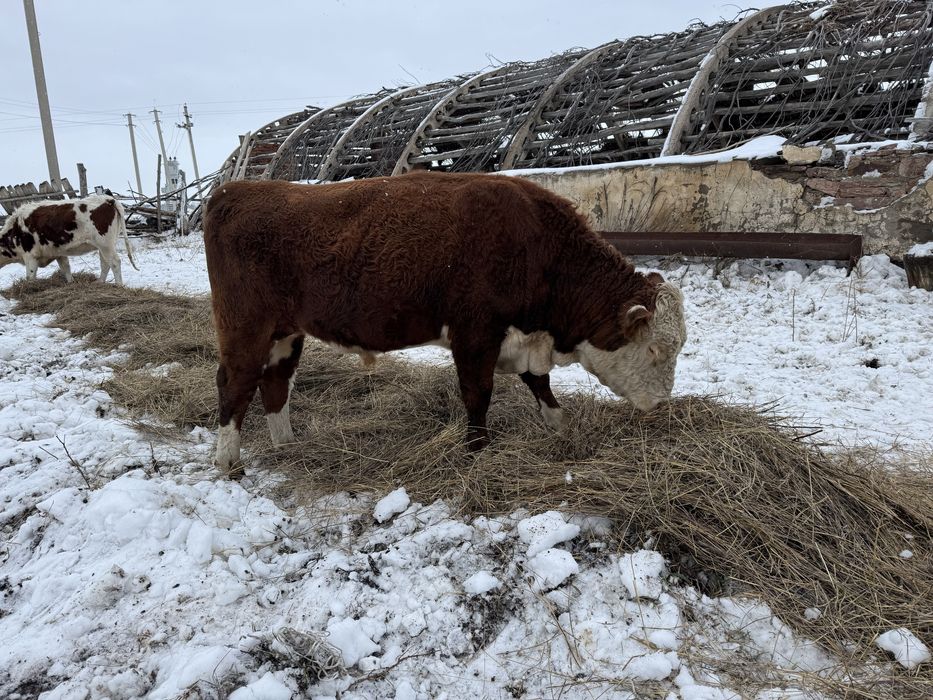 Продам быка, казахский белоголовый