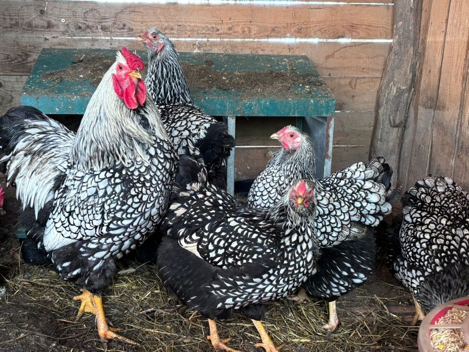 Wyandotte argintiu 4+1