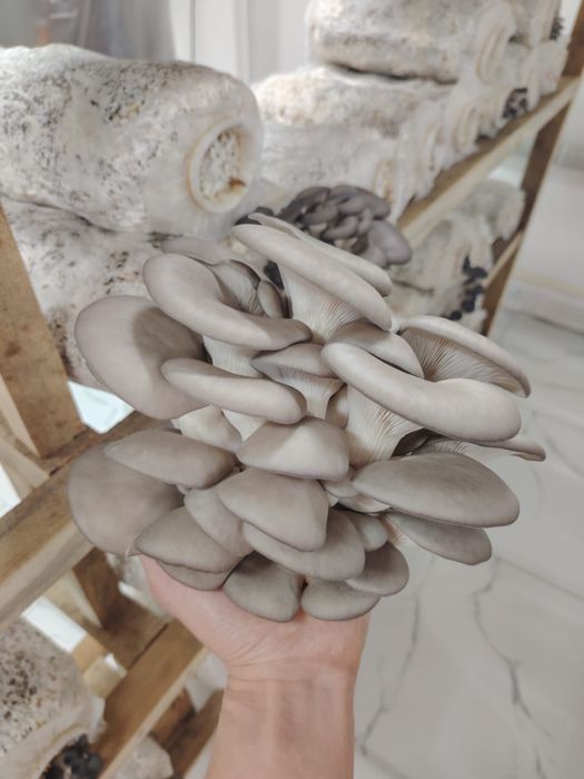 Экологически чистые грибы Вешенка