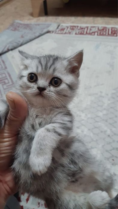 Вислоухий шотландец