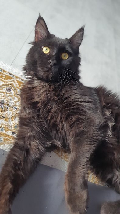 Молодой кот ищет девушку для встреч