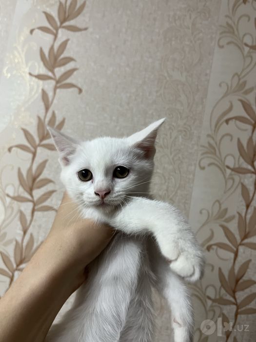 Отдаю в хорошие руки
