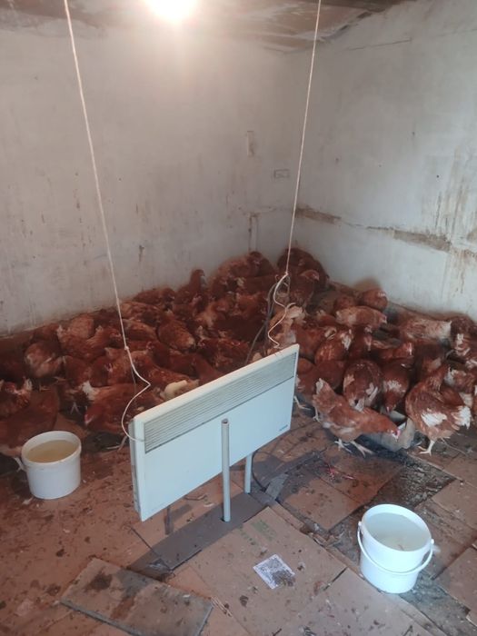 Ассалаумагаликум ламан браун