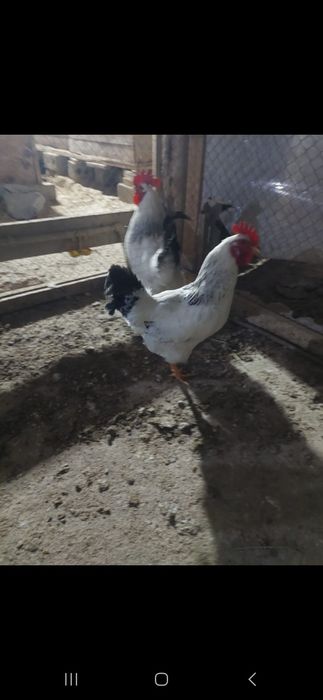 Адлер петух .қораз