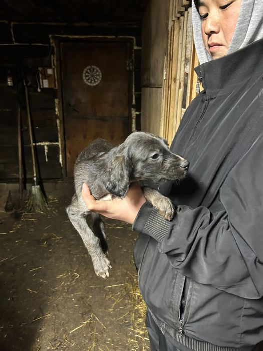 Тазы күшік сатылады