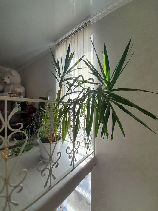 Комнатные рестения