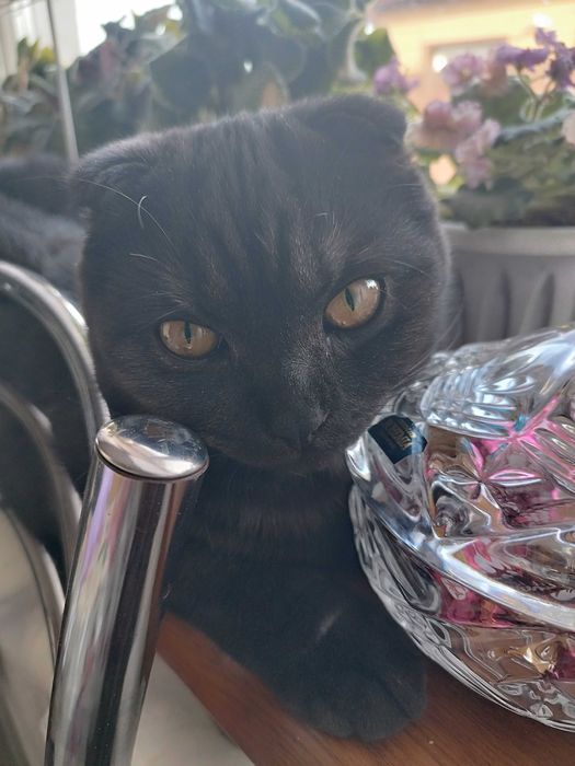 Пропал котенок.Ждут дома.