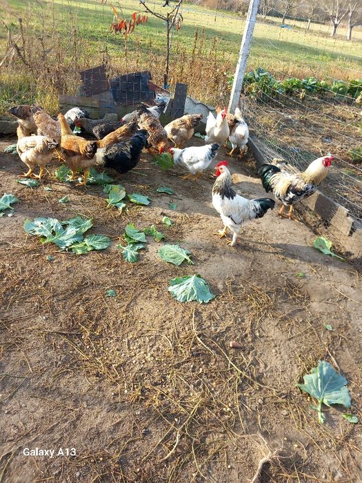 Vând cocoşi de casă