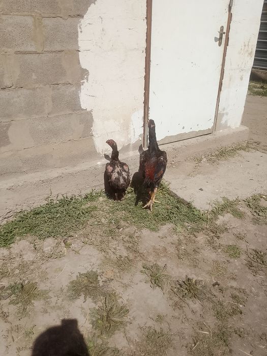 осы дакандар сатылады
