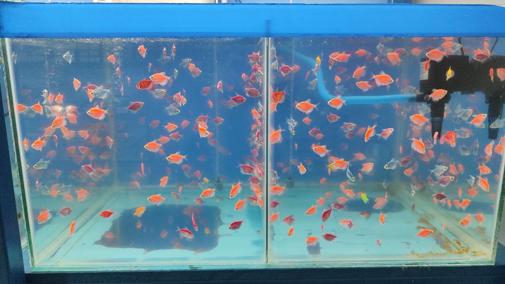 Аквариумные рыбки