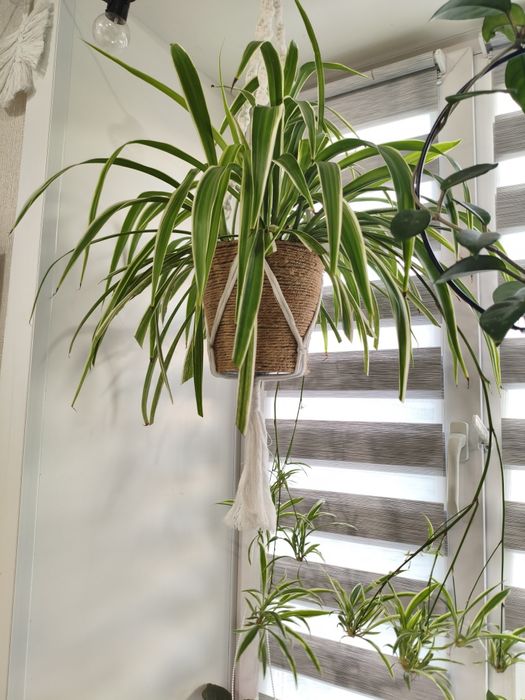 Хлорофитум лаксум