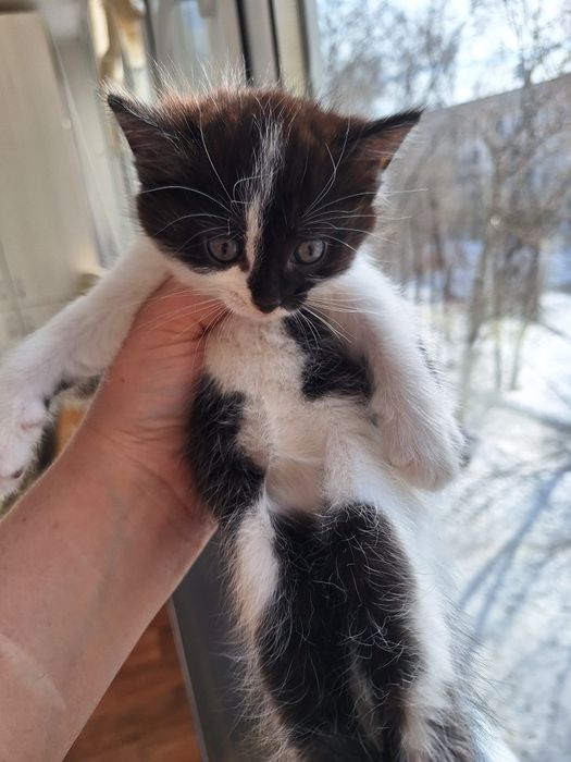 Отдам в добрые руки кошечку