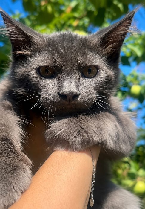 Котята Мейн Куны