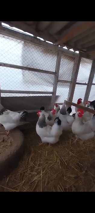 Адлер жужалари сотувда