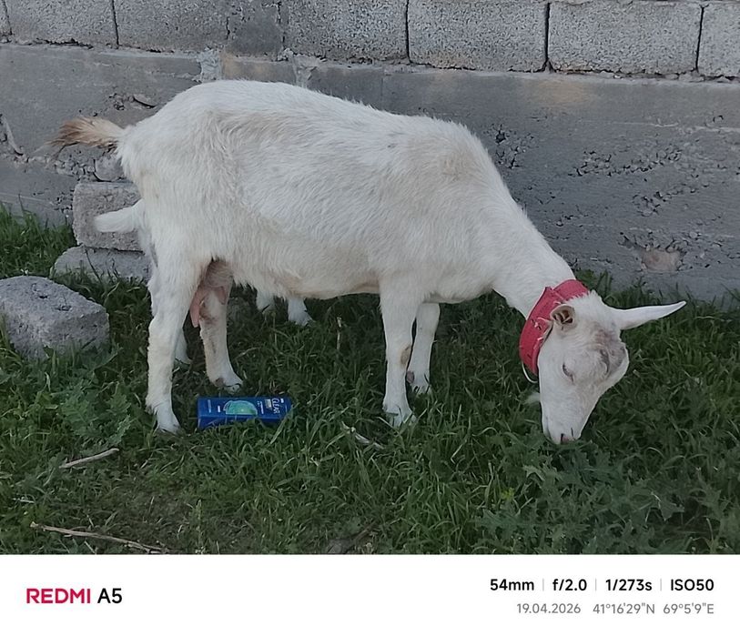 Nubin zotli echki