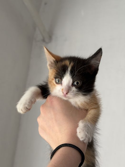 Отдам котенка в доьрые руки