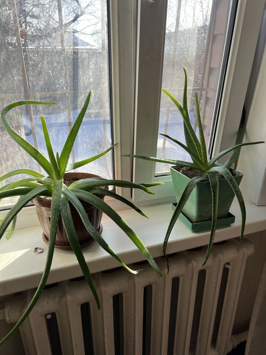 Продам цветы алоэ