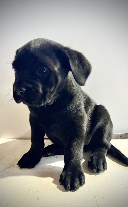 Продавам бебета Кане Корсо