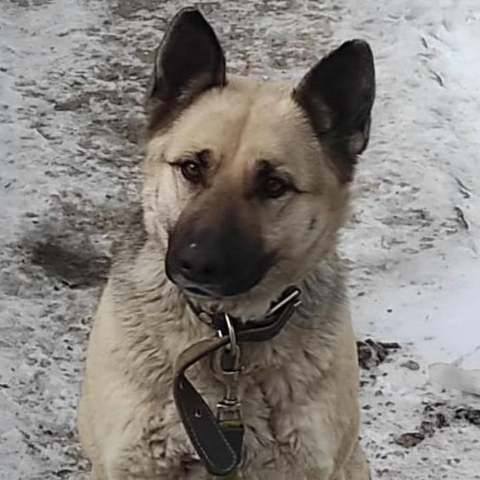 ЛУЧШИЕ собаки Кокшетау !