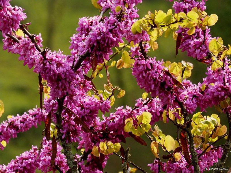 Семена и фиданки Дъб Скоруша Бук Габър Еводия Албиция Пекан Лимон Глог