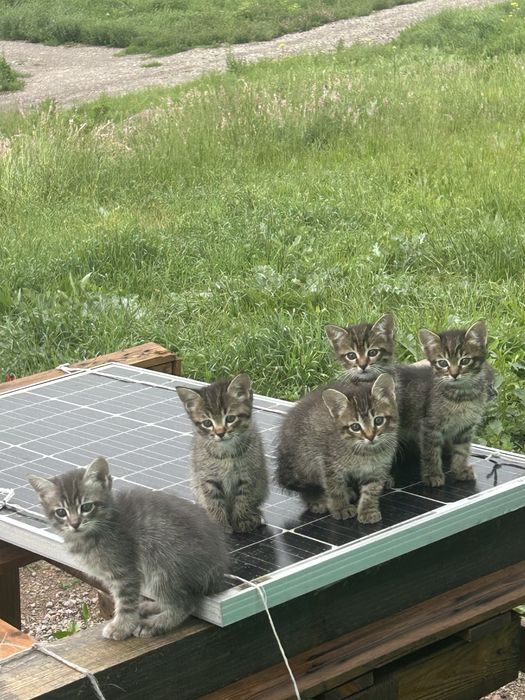 Отдам котят хорошие руки