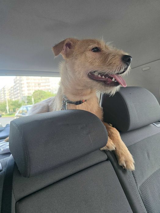 SPRE ADOPTIE - Metis Terrier