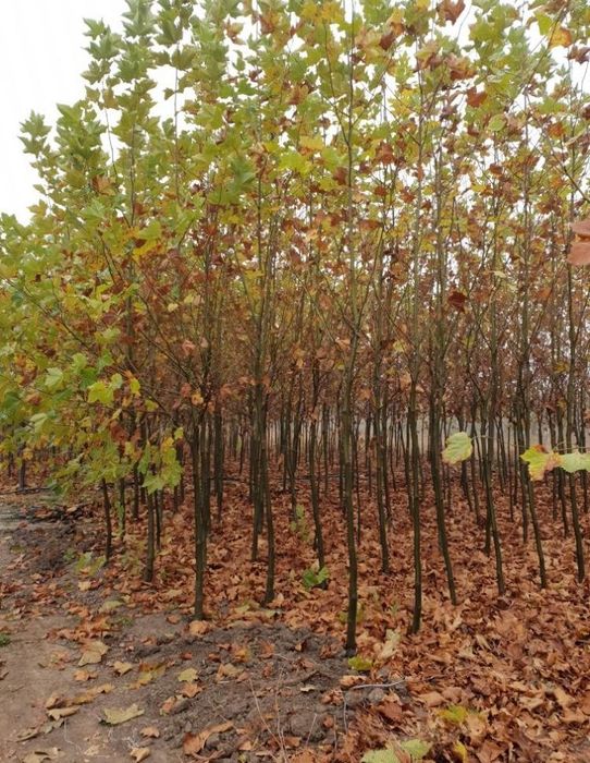 Copaci tei mesteacăn  fag salcâm