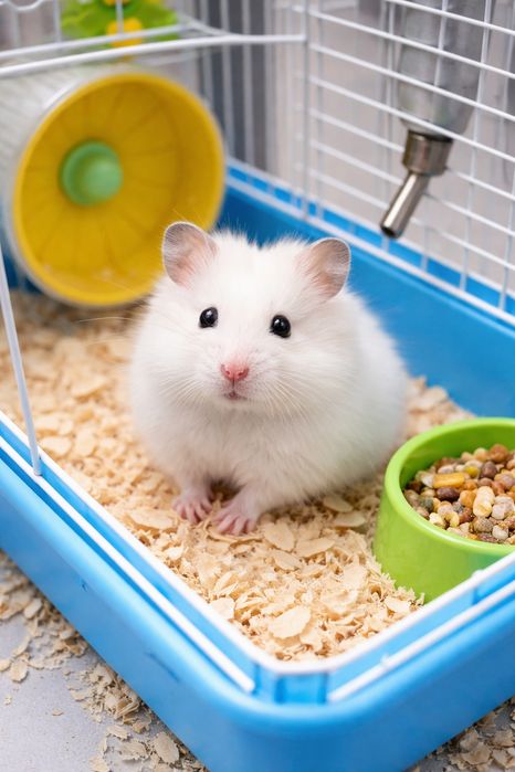 Сирийский хомяк с клеткой