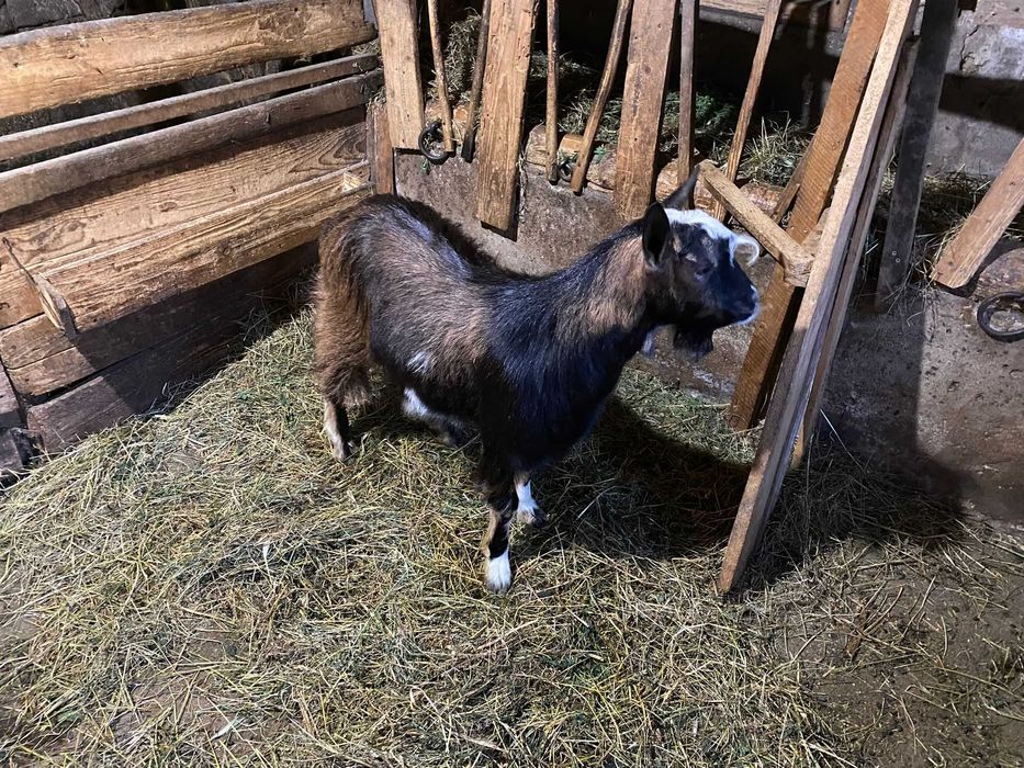 Vand/Schimb cu Iada sau Capra Ied de 9 luni