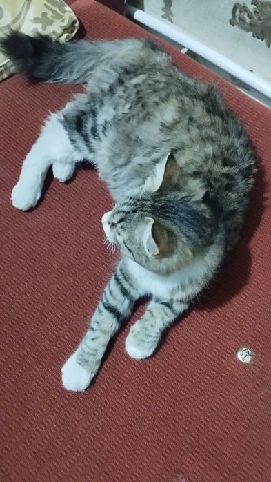 Беременная кошка отдаю бесплатно