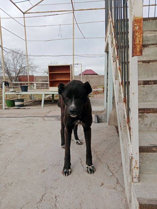 Домашние животные.