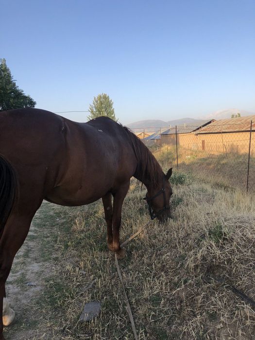 Biya sotiladi juda aqili