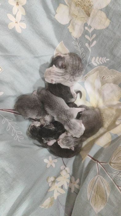 Ona mushuk va bolachalari optimiga sotiladi