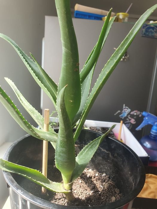 Продам алоэ лечебный