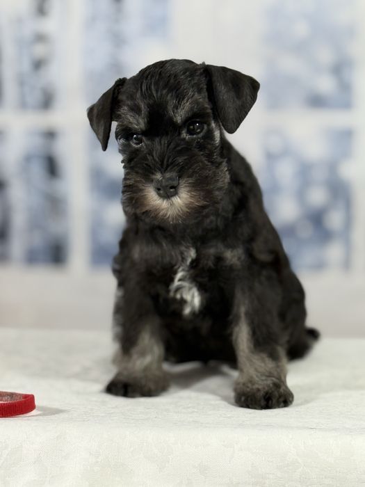 Schnauzer pitic negru-argintiu-cu pedigree