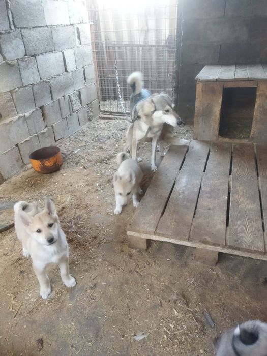 Щенки лайки продам