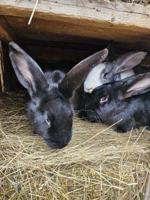 Vând iepuri ,2 masculi și 3 femele