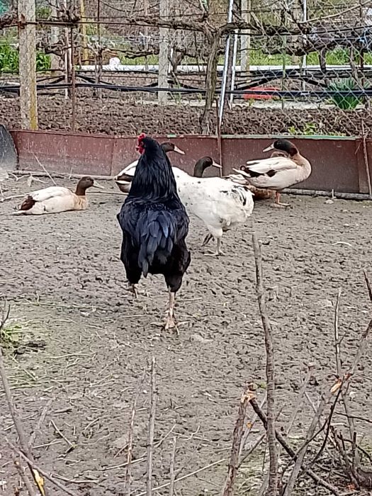 Петли, патици каки кембъл, гъсок