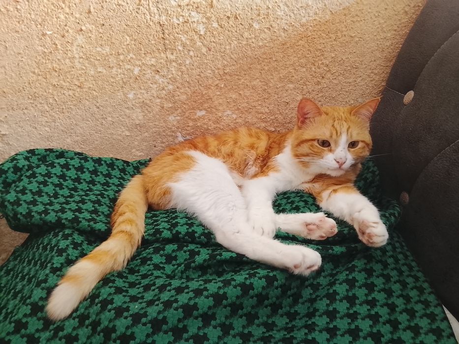 Отдам в добрые руки даром кошек и котят