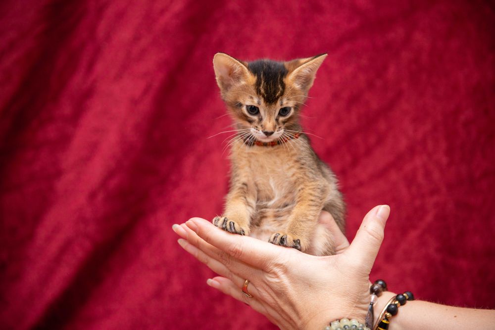 Малыши чаузи и абиссинчики. Море любви и очарования.