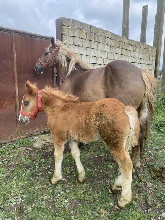 Vand iapa cu manza !