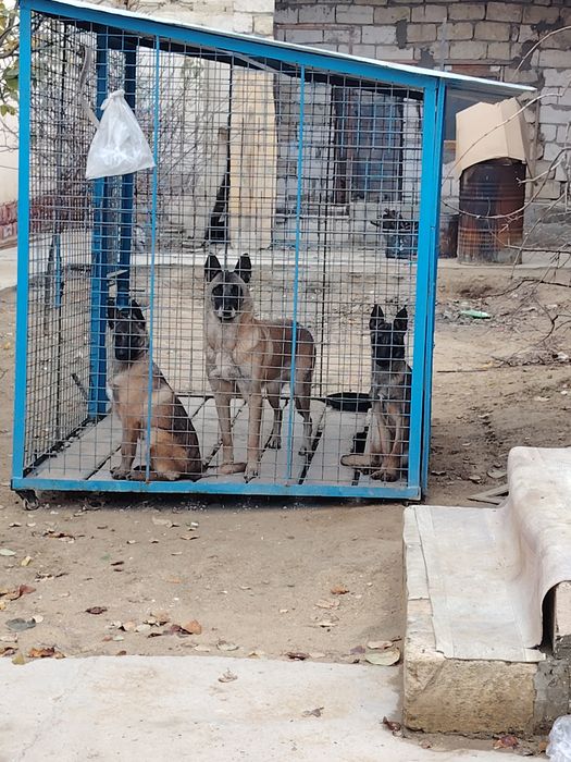 Бельгийский овчарка