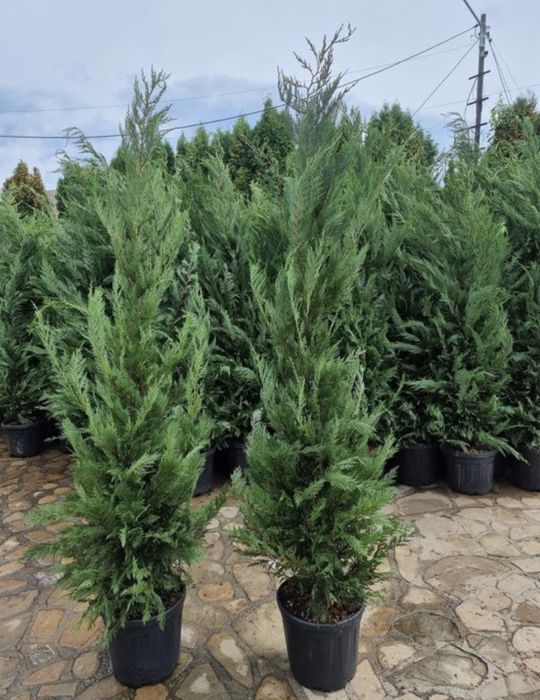 Chiparos leylandii 2-3 m livram oriunde in tara