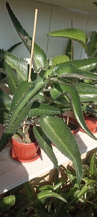 Каланхоэ лечебный