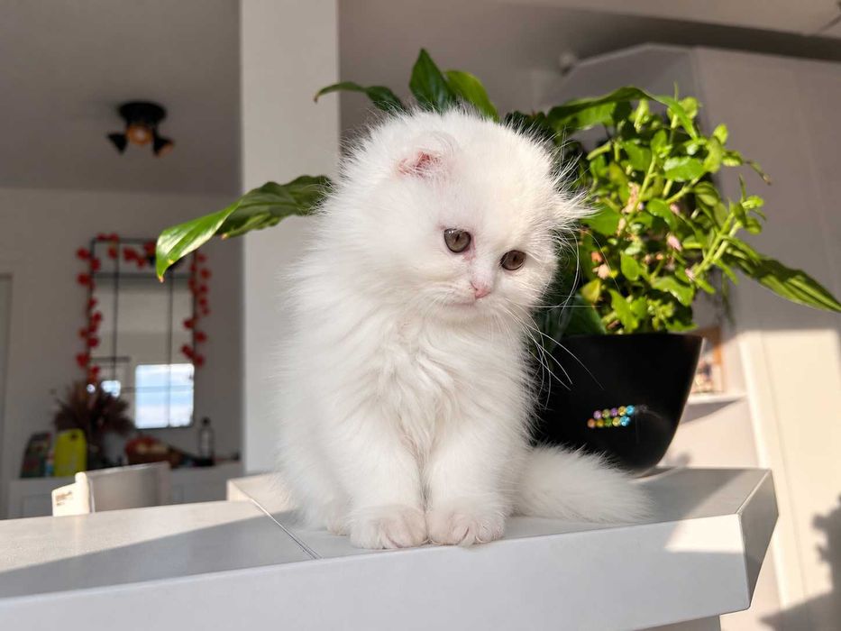 Motănel Scottish Fold Longhair. Deține Pedigree. Vârsta 2 luni