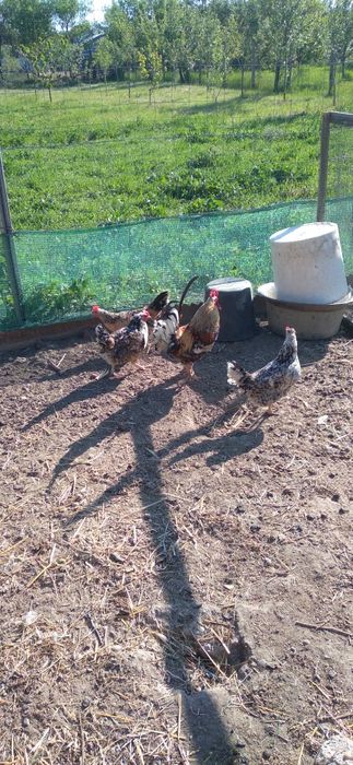 O familie de găinuțe mii de flori