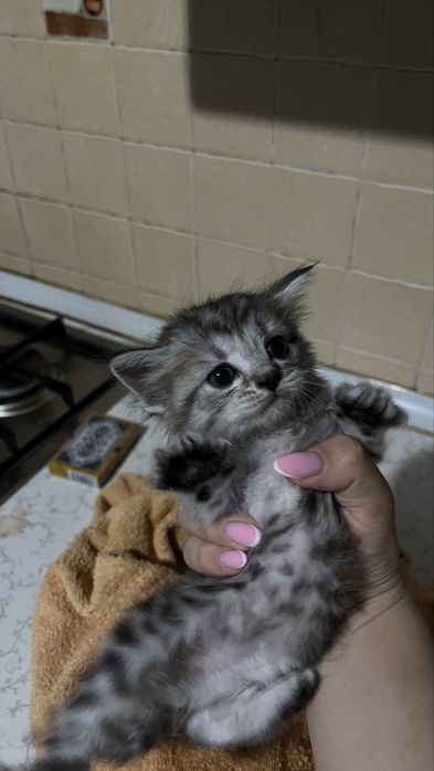Вислоухий шотландец