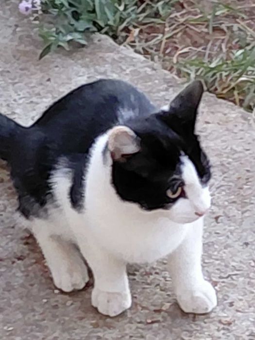 Подаряват се две котенца