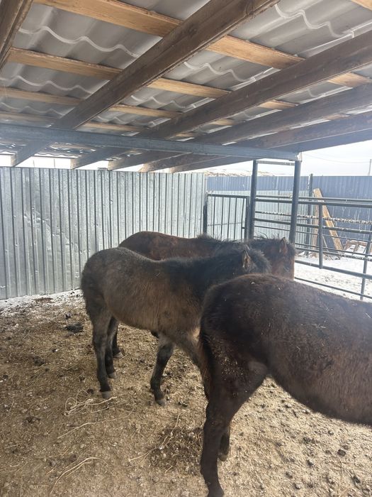 3 бас ұрғашы жабағы сатылады